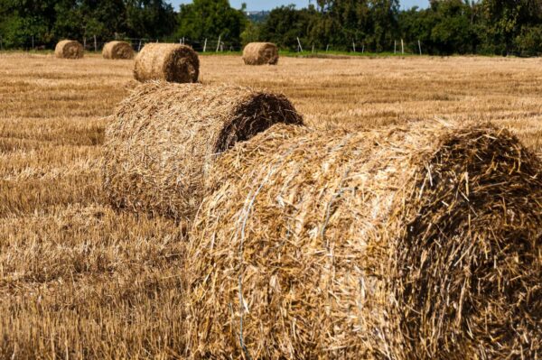 Alfalfa Small Round Bales 4 x 5 (950Lb)
