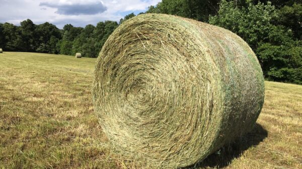 Coastal Bermuda Medium Round Bales 5 x 5 (1200Lb)
