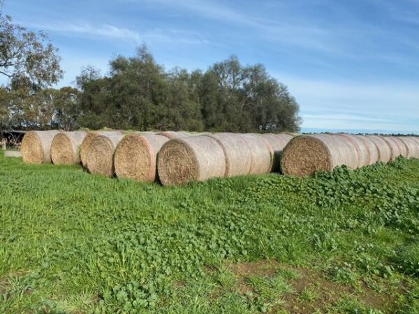 Clover Hay Medium Round Bales 5 x 5 (1200Lb)