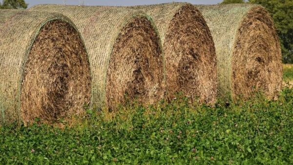 CLover Hay Big Round Bales 5 x 6 (1450Lb)