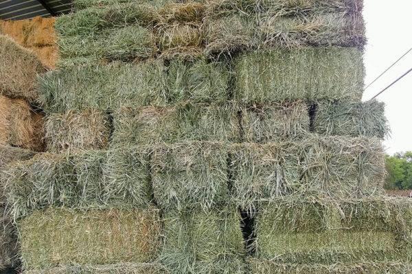 Orchard Grass Small Square Bales 2 tie 14 x 18 x 36 (60Lb)