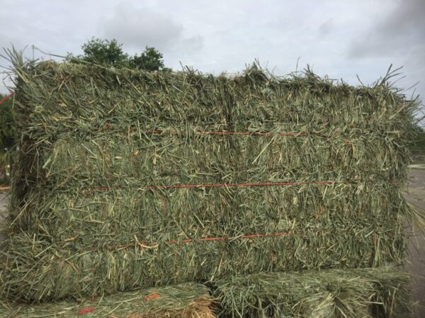 Orchard grass medium Square Bales 3 Twines 16 x 22 x 44