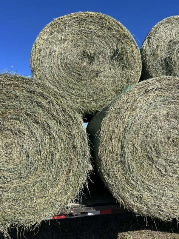 4 X 4 X 8 Bales Of Oat/Alfalfa Mix Hay