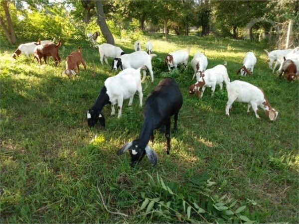 Purebred - Boer