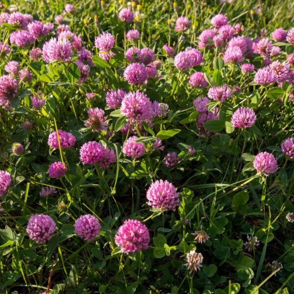 Outsidepride Red Clover Legume Seed for Pasture, Hay, & Soil Improvement - 1/4 LBS