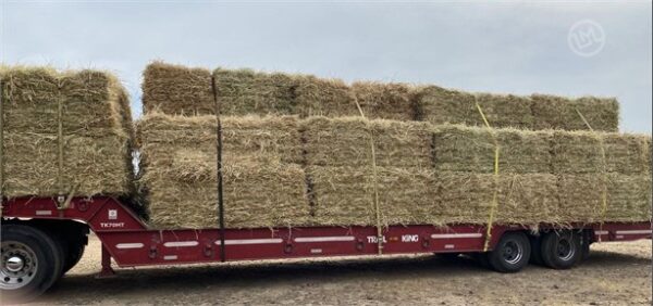 40000 Bales Small Square Straw - Wheat