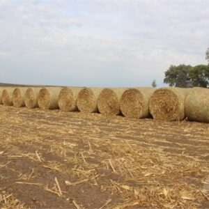 31 Bales Large Round Corn Stalks
