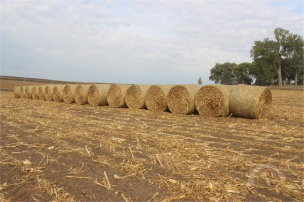 31 Bales Large Round Corn Stalks