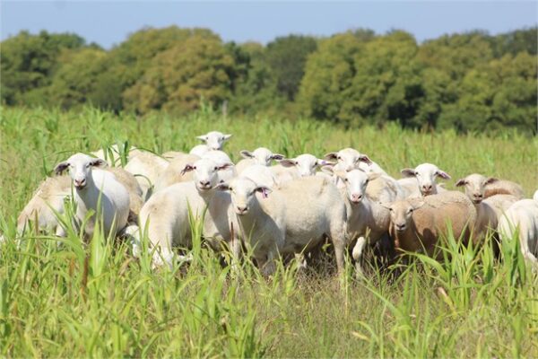 1500 Purebred Katahdin for sale