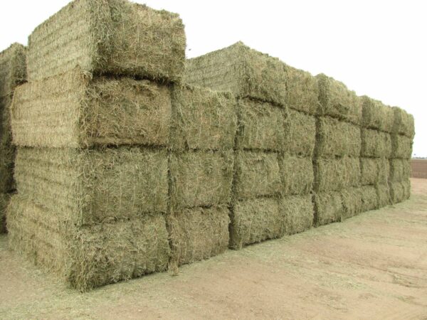 Alfalfa Big Square Bales 36 x 48 x 96 (2000Lb) Ton