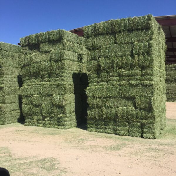 Alfalfa Small Square Bales 2 tie 14 x 18 x 36 (60Lb)