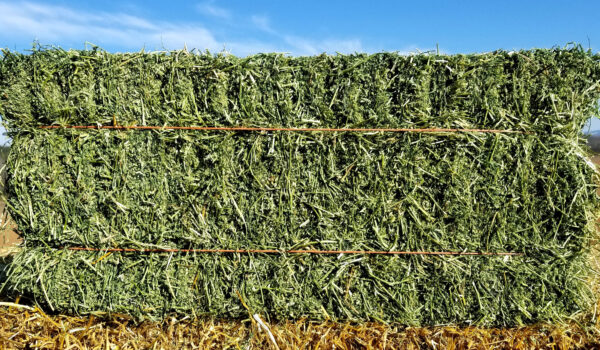 Alfalfa medium Square Bales 3 Twines 16 x 22 x 44 (160Lb)