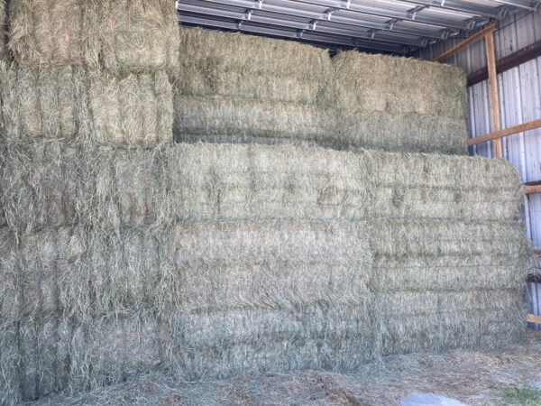 1 Ton Orchard grass Big Square Bales 36 x 48 x 96