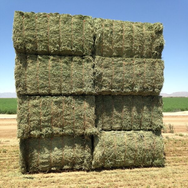 Timothy Big Square Bales 36 x 48 x 96 (2000Lb)