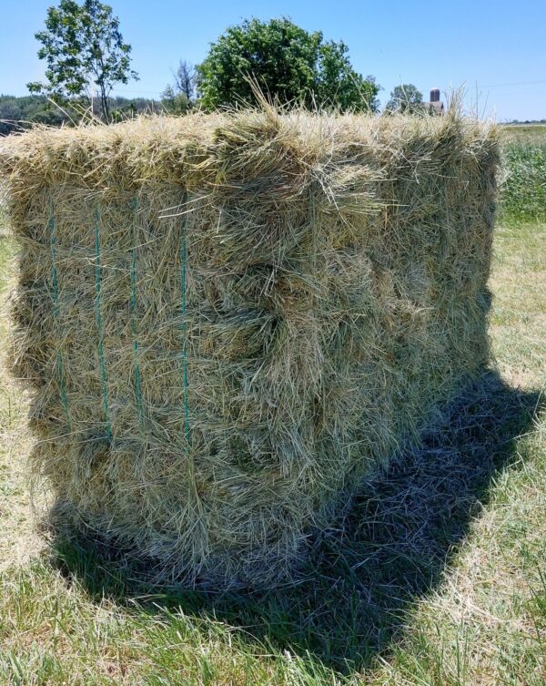 Clover Medium Square Bales 3 Twines 16 x 22 x 44 (160Lb)