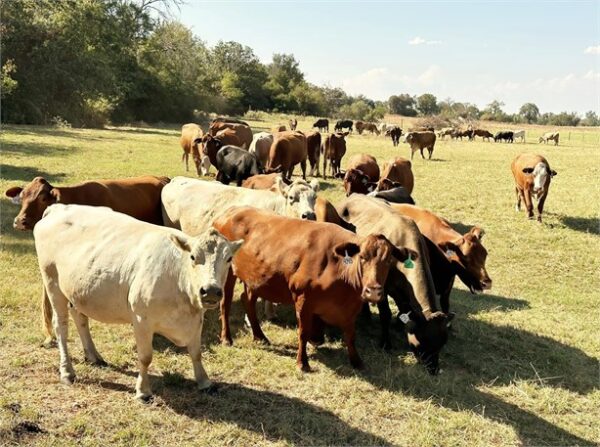 80 Braford, Charolais, Hereford - Cows